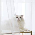 White Sheer Curtains 84" 2 Panels Rod Pocket - Image 2